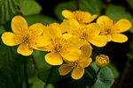 yellow marsh marigold